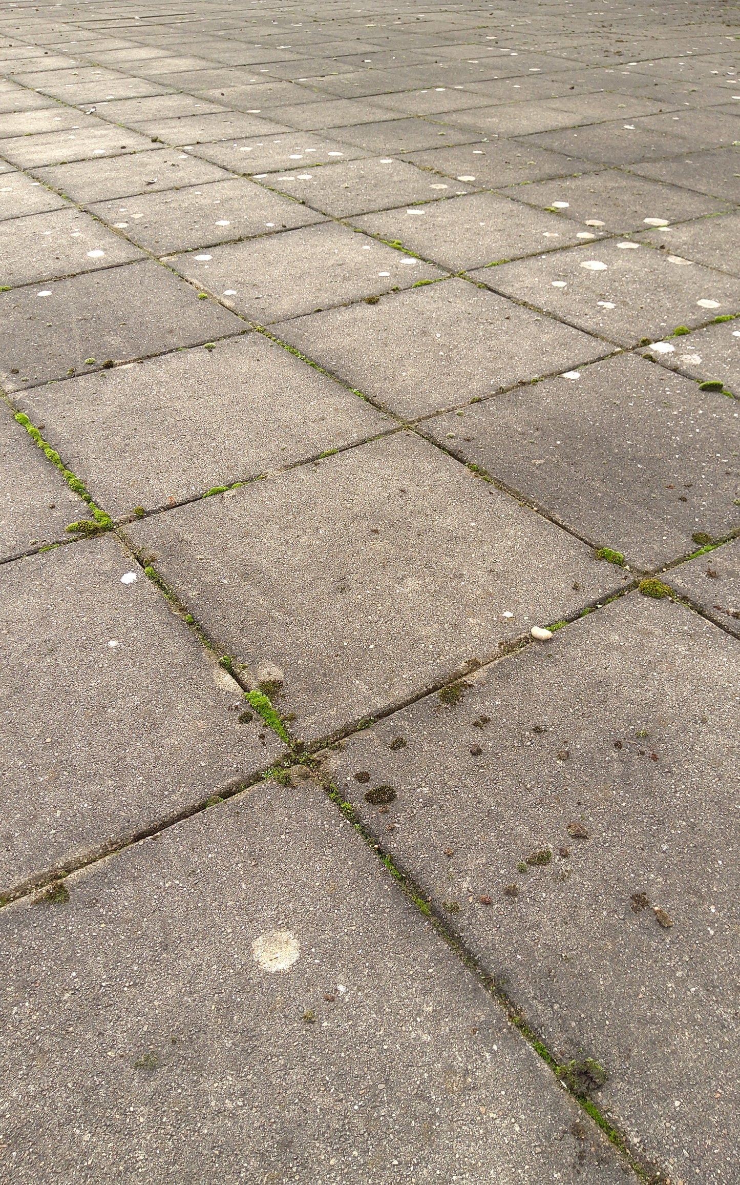 Gehwegplatten - Beton 500x50x500mm