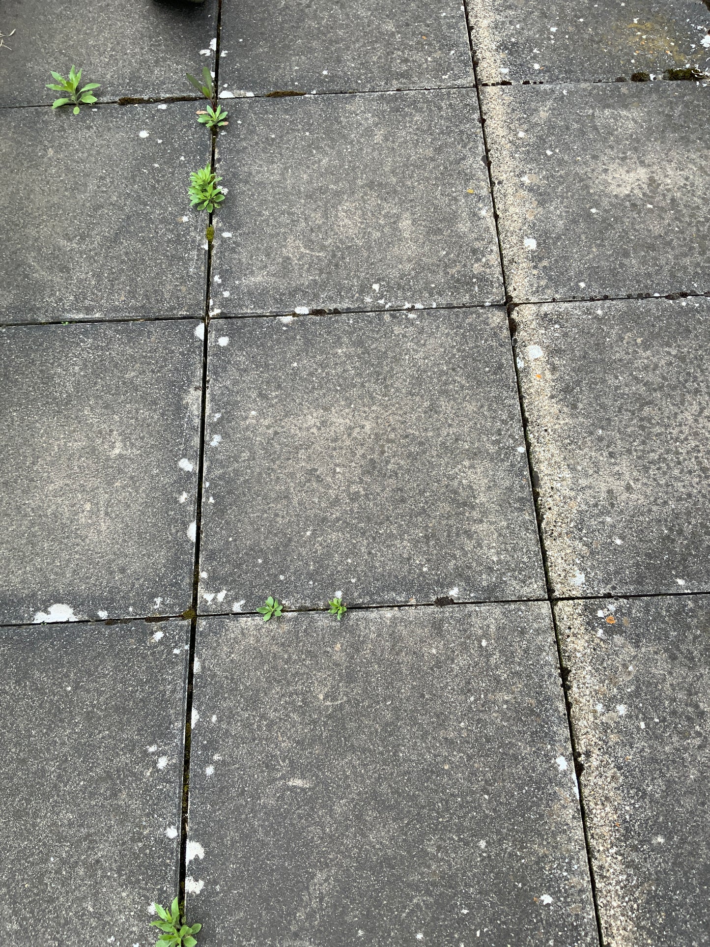 Pflastersteine - Beton - 40x4x40 cm